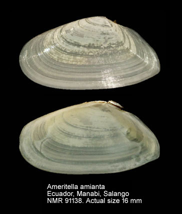 Ameritella amianta (2).jpg - Ameritella amianta (Dall,1900)